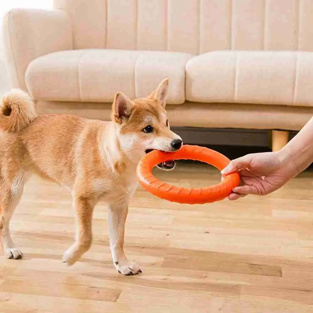 Robuster Hundetrainingsring 